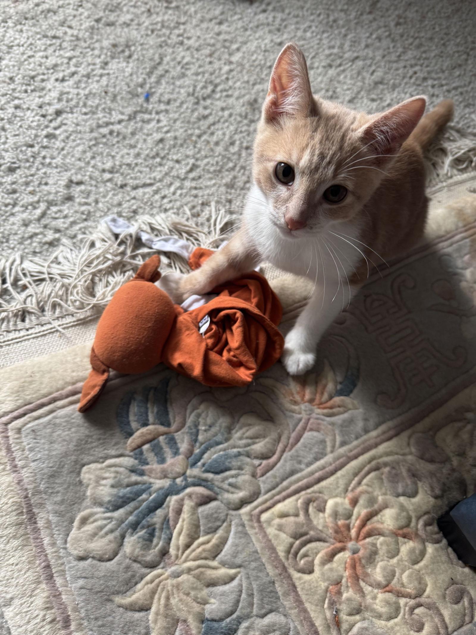 Noemi's Tater Tot, a Adopted Domestic Short Hair in San Jose, CA image 2/2