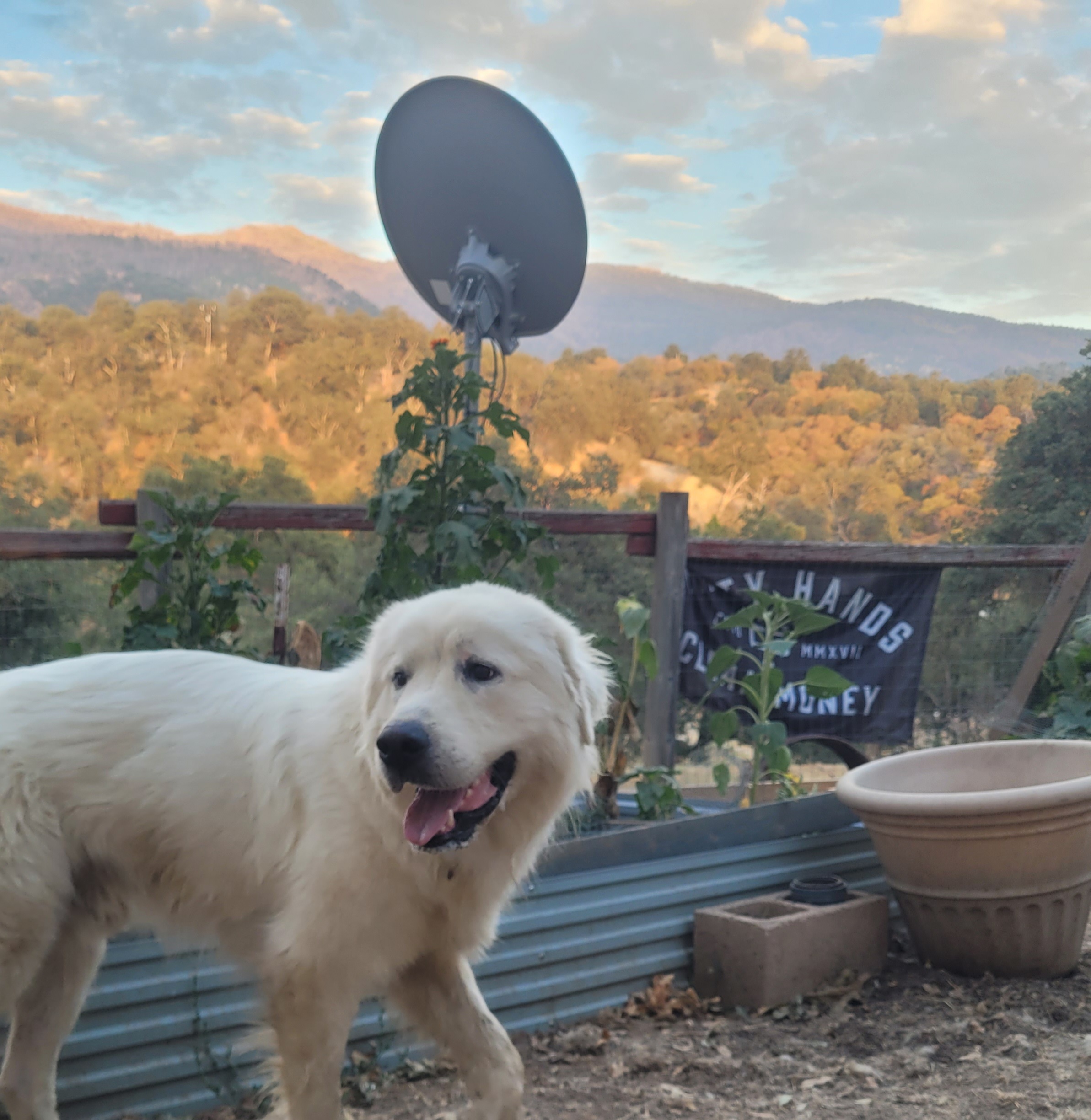Bob, Adoptable, Young Male Great Pyrenees.