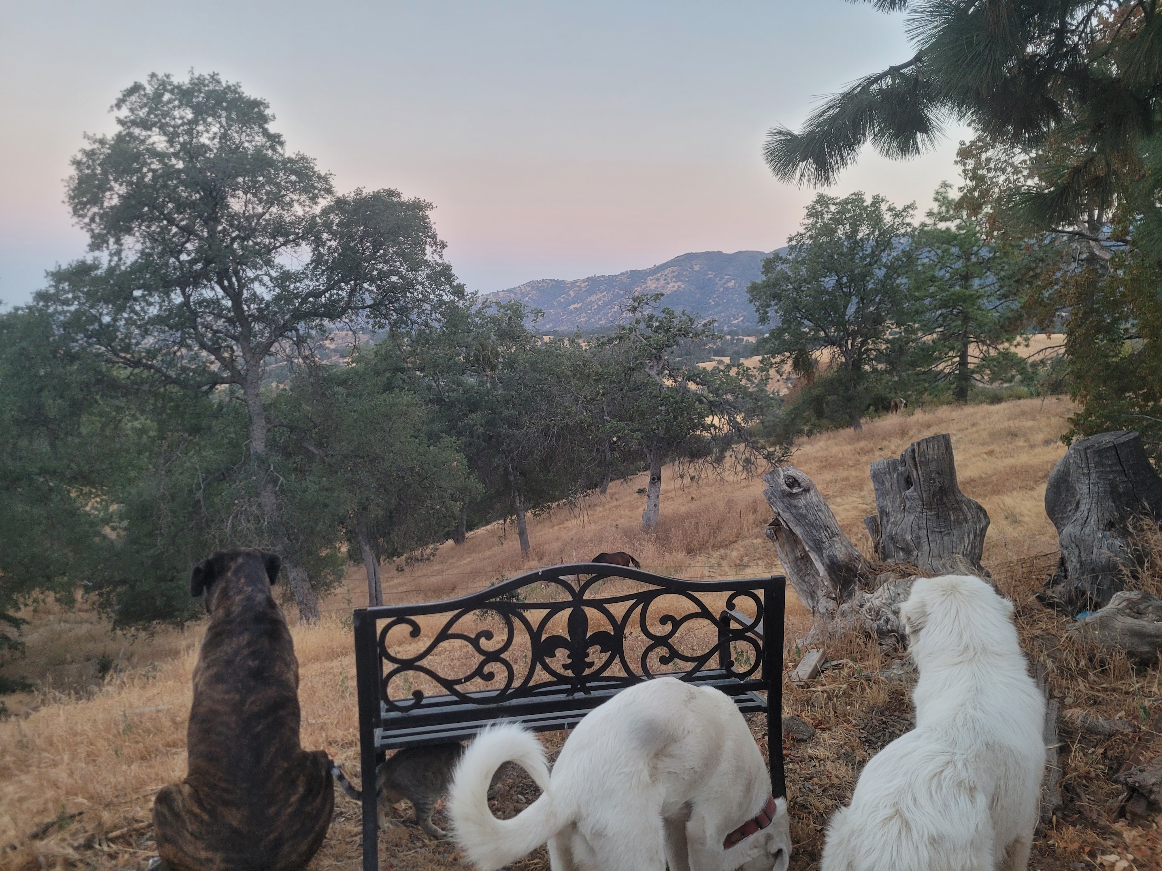 Bob, a Adoptable Great Pyrenees in California Hot Springs, CA image 2/2