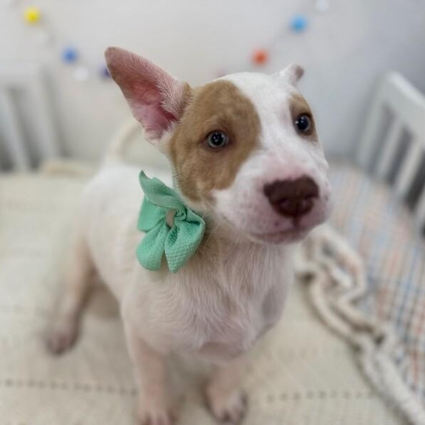 Barry White — thumbnail 2