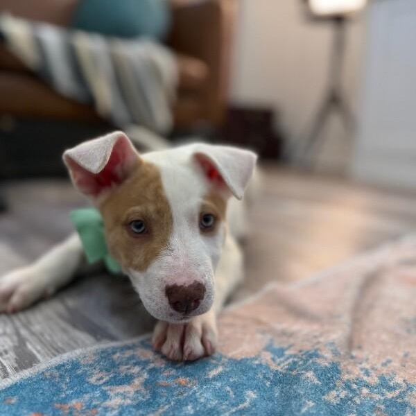 Barry White — thumbnail 3