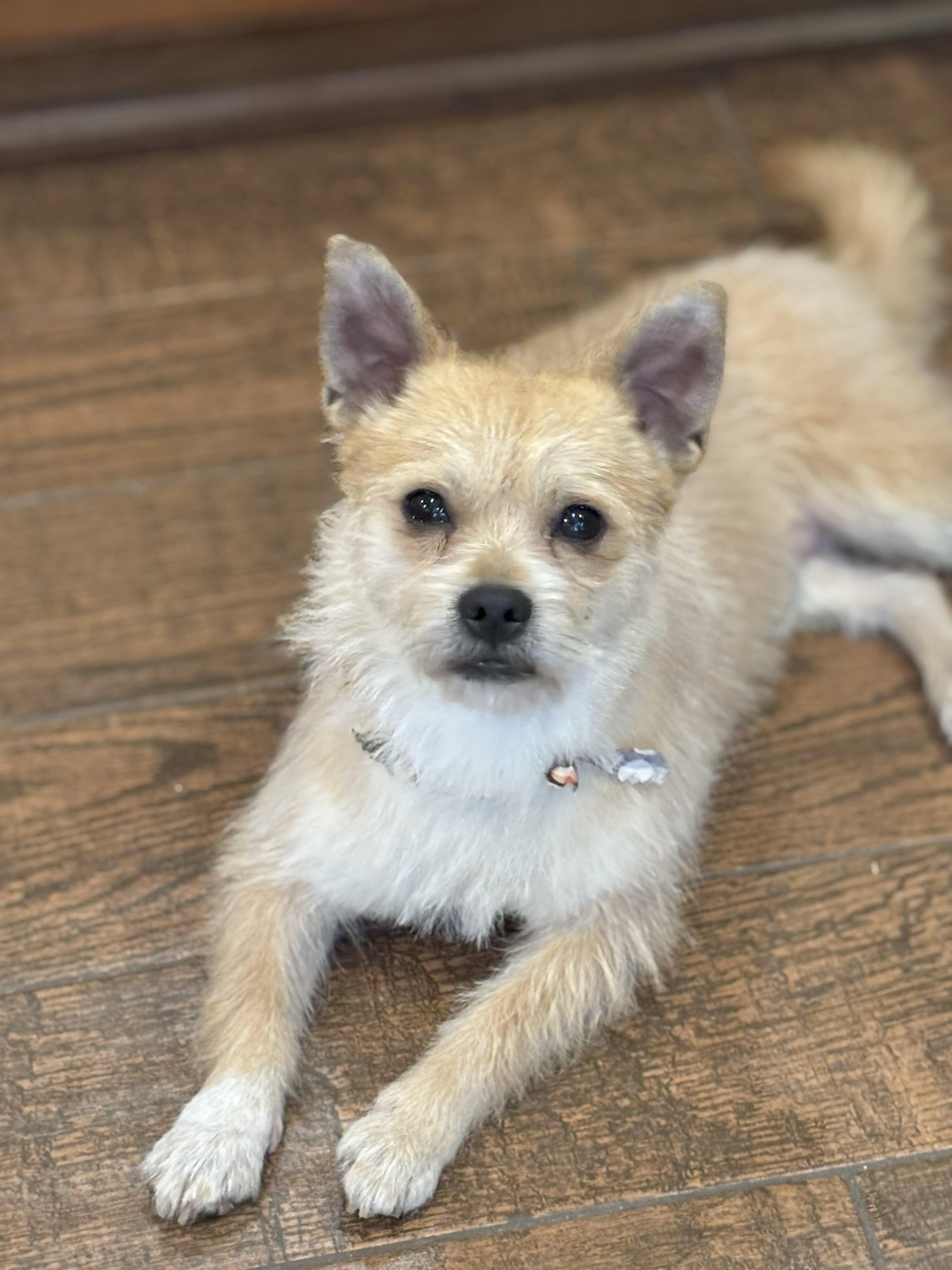 Enlarge Frankie, a Adoptable mixed breed in MODESTO, CA image 1/1