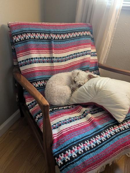 Enlarge Abbey, a ADOPTABLE mixed breed in Denver, CO image 4/6