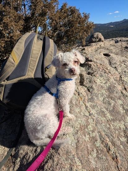 Enlarge Abbey, a ADOPTABLE mixed breed in Denver, CO image 2/6