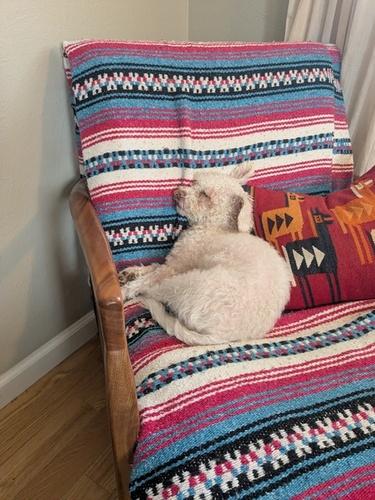 Enlarge Abbey, a ADOPTABLE mixed breed in Denver, CO image 6/6