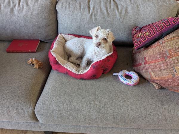 Enlarge Abbey, a ADOPTABLE mixed breed in Denver, CO image 5/6