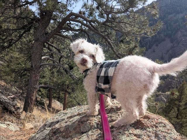 Abbey, ADOPTABLE, Adult Female Poodle.