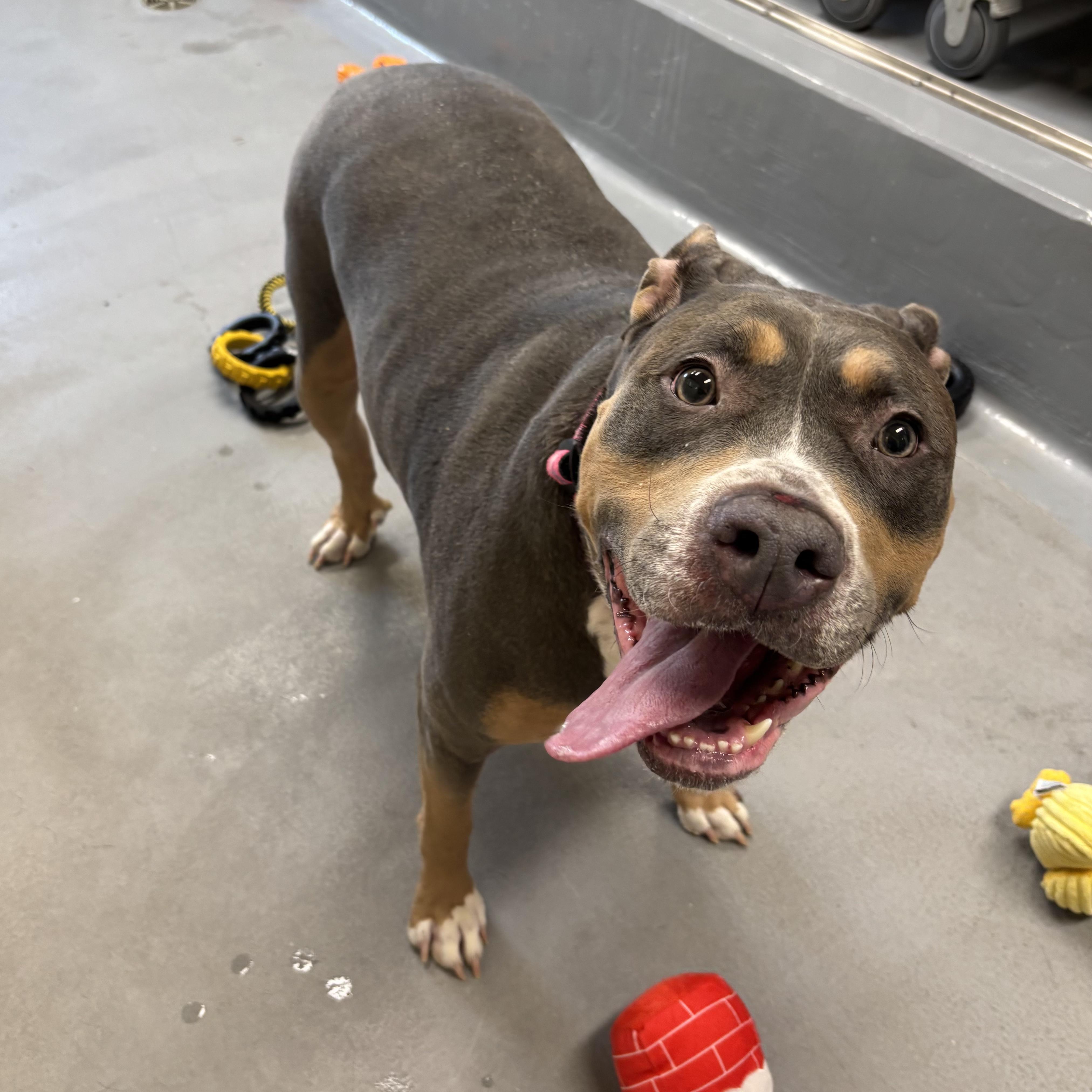Gigi, adoptable, Adult Female American Bulldog.