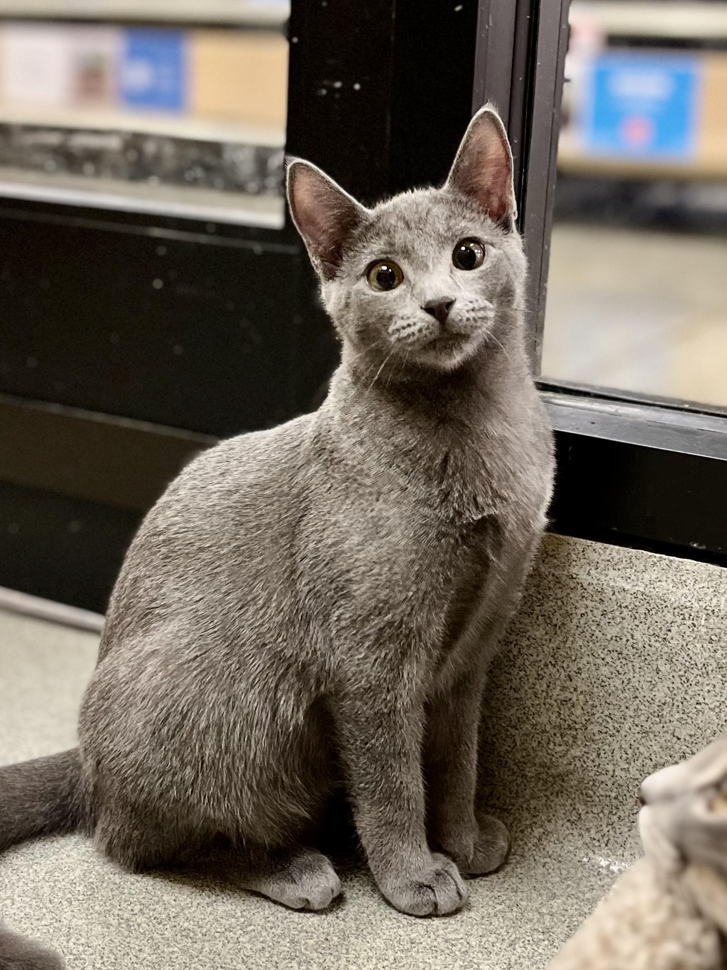 Enlarge Blue, a Adoptable mixed breed in Snellville, GA image 5/6