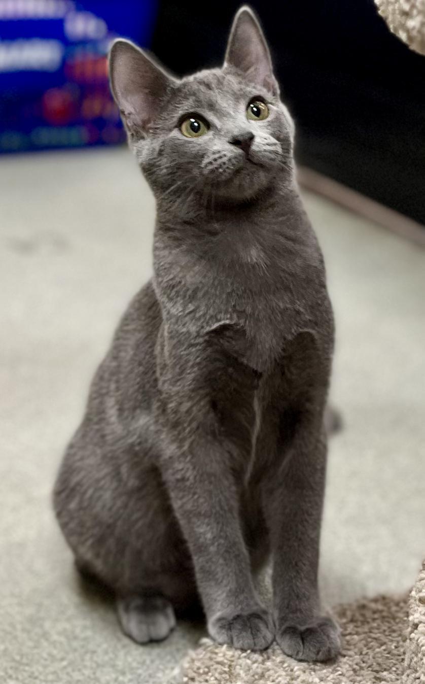 Enlarge Blue, a Adoptable mixed breed in Snellville, GA image 4/6