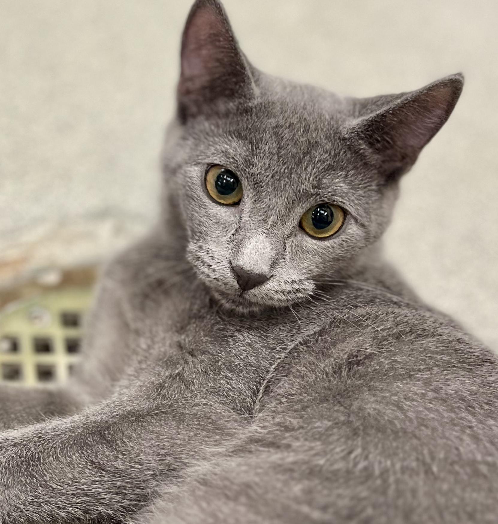 Enlarge Blue, a Adoptable mixed breed in Snellville, GA image 2/6