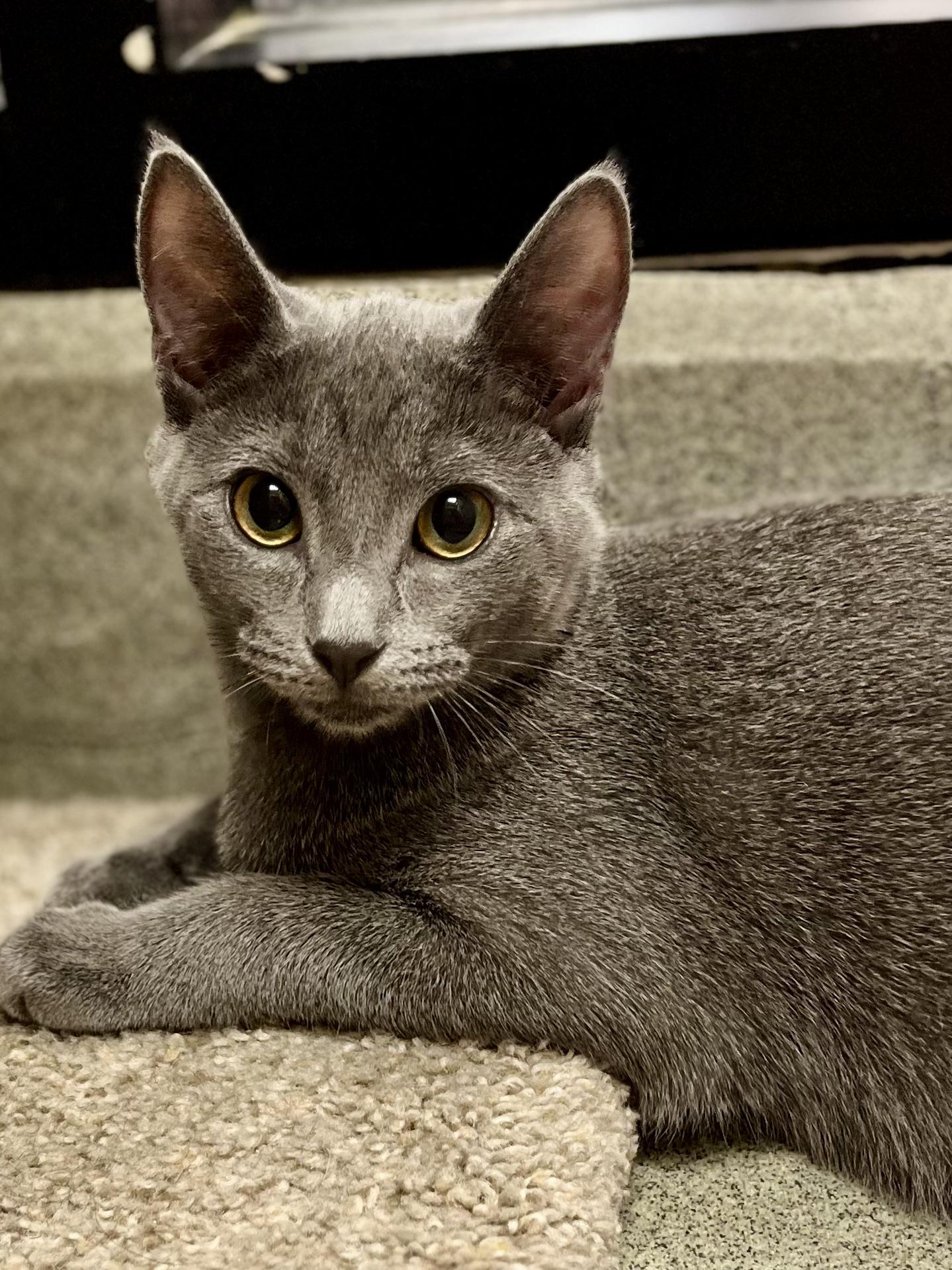 Enlarge Blue, a Adoptable mixed breed in Snellville, GA image 1/6