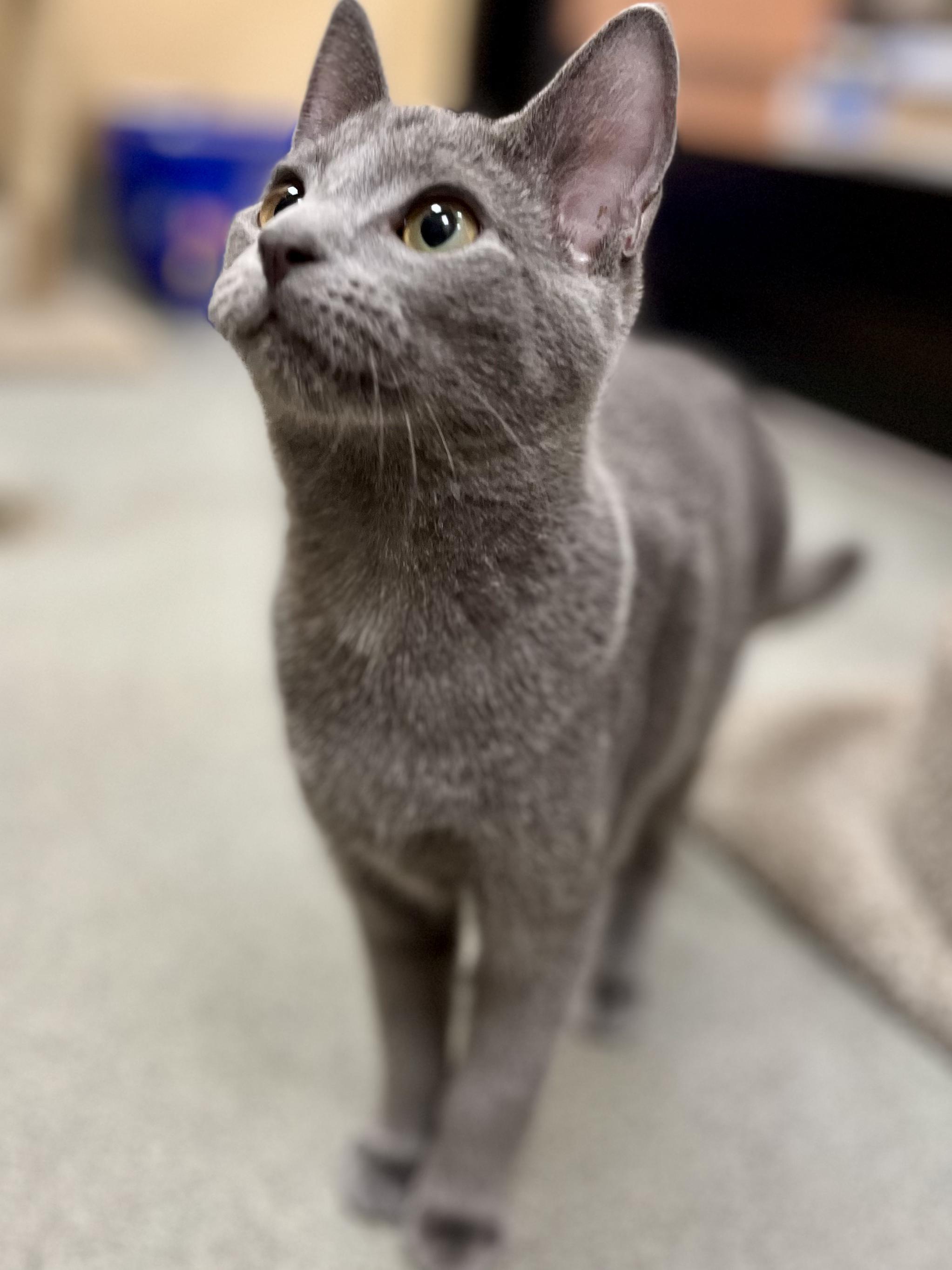 Enlarge Blue, a Adoptable mixed breed in Snellville, GA image 3/6