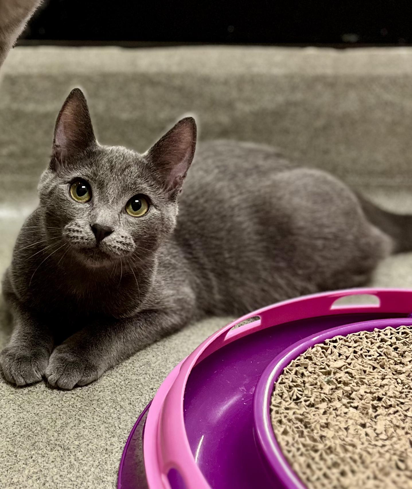 Enlarge Blue, a Adoptable mixed breed in Snellville, GA image 6/6