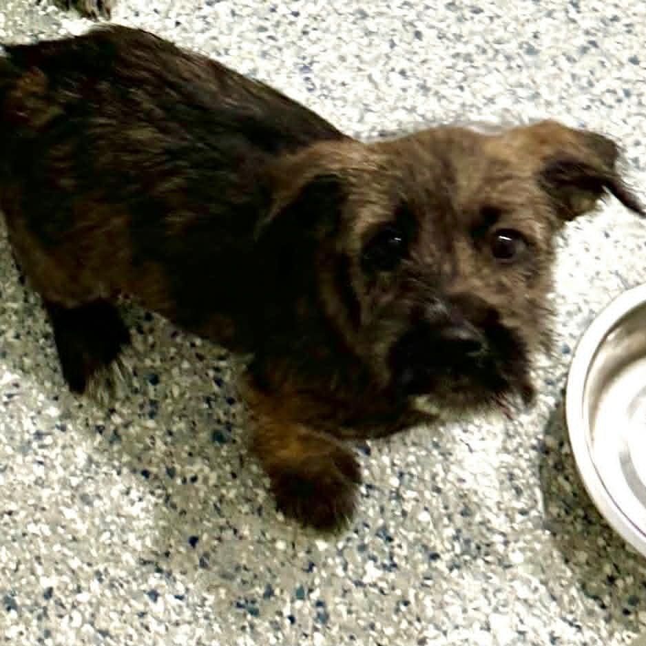 Sweet Potato, ADOPTABLE, Puppy Female Labrador Retriever.