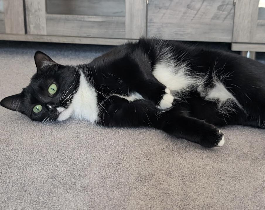 Salty, Adoptable, Young Female Domestic Short Hair & Tuxedo.