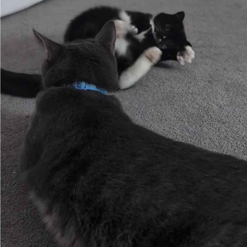 Enlarge Salty, a Adoptable mixed breed in North Kingstown, RI image 3/6