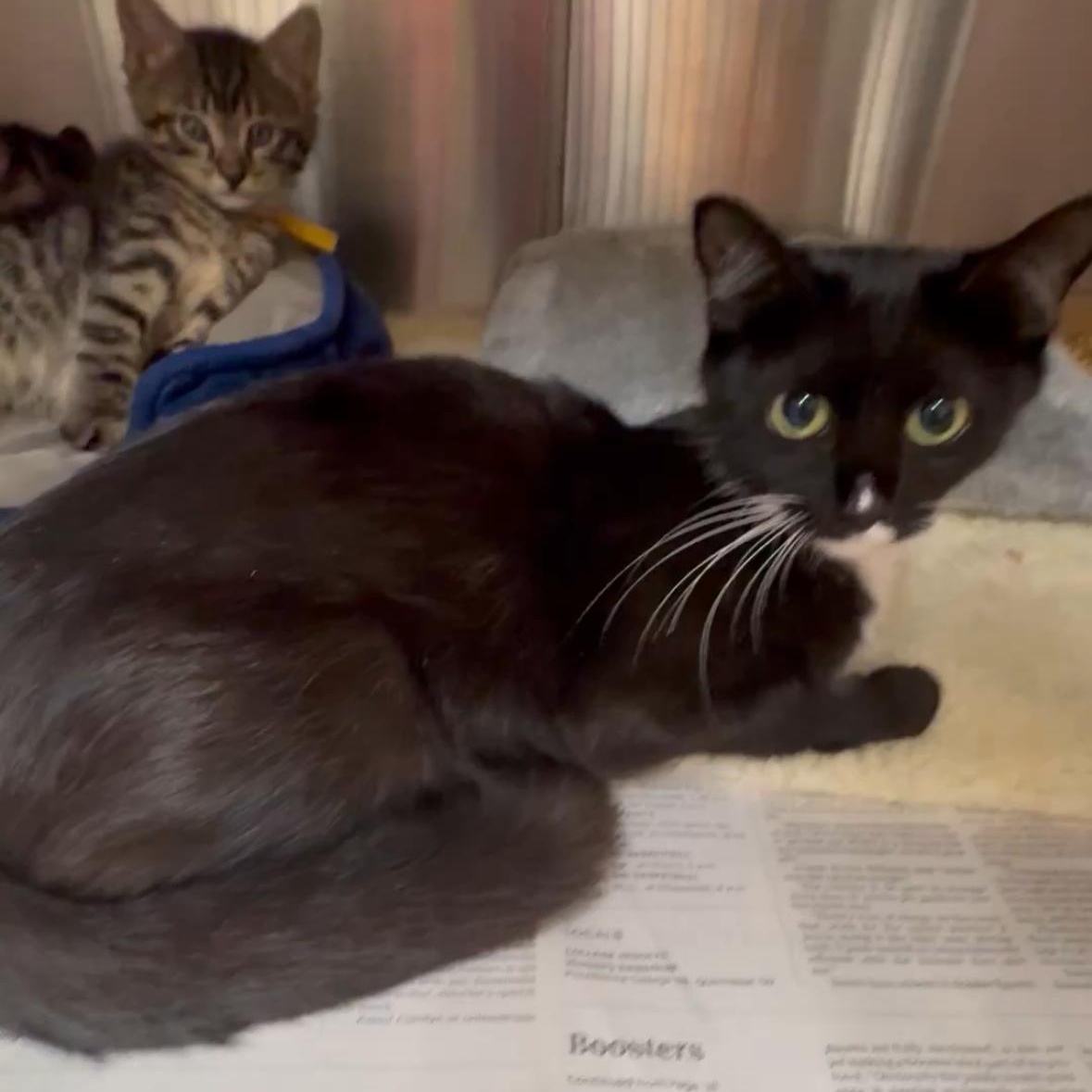 Enlarge Salty, a Adoptable mixed breed in North Kingstown, RI image 2/6