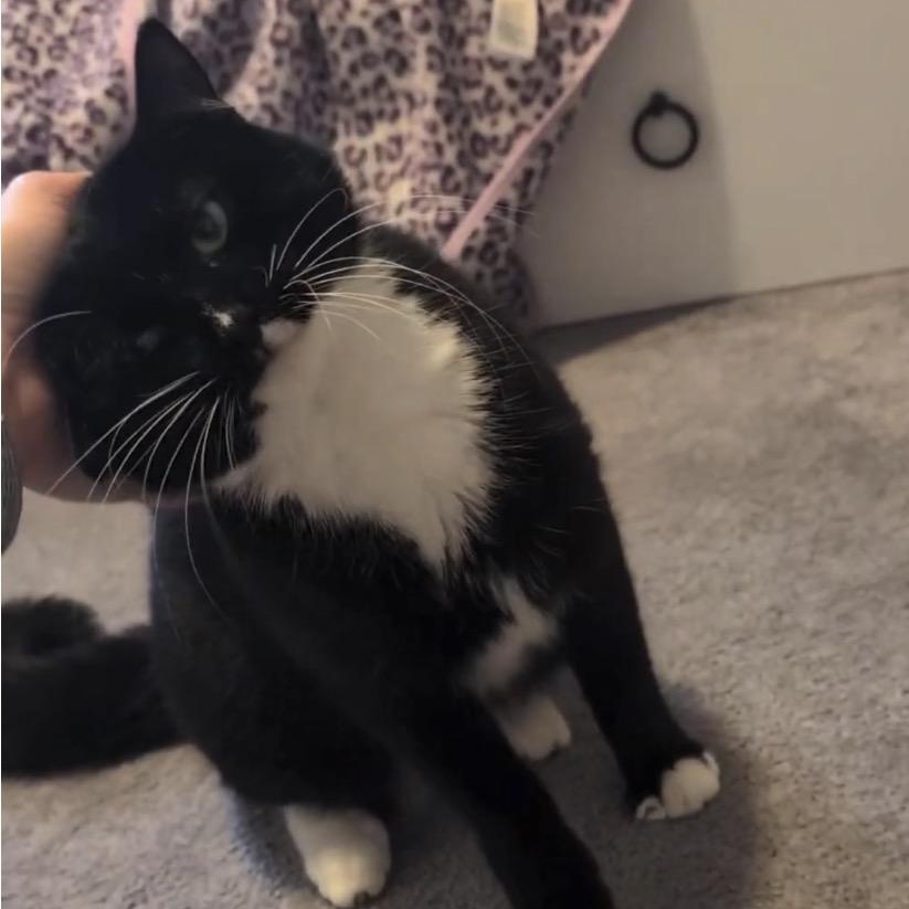 Salty, Adoptable, Young Male Domestic Short Hair & Tuxedo.