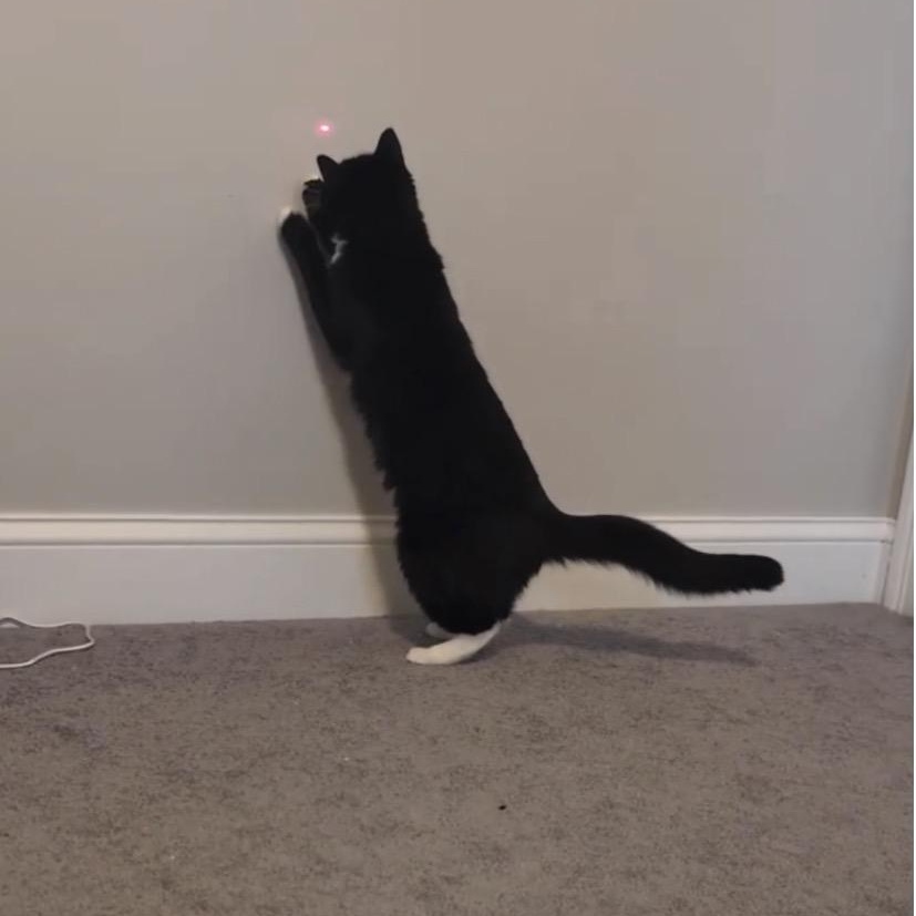 Enlarge Salty, a Adoptable mixed breed in North Kingstown, RI image 4/6