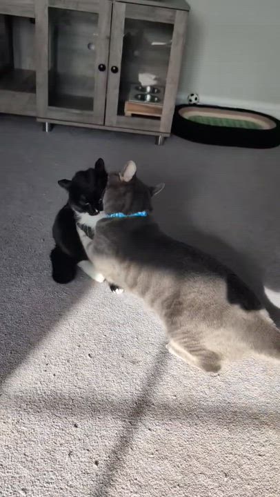 Enlarge Salty, a Adoptable mixed breed in North Kingstown, RI video 5/5