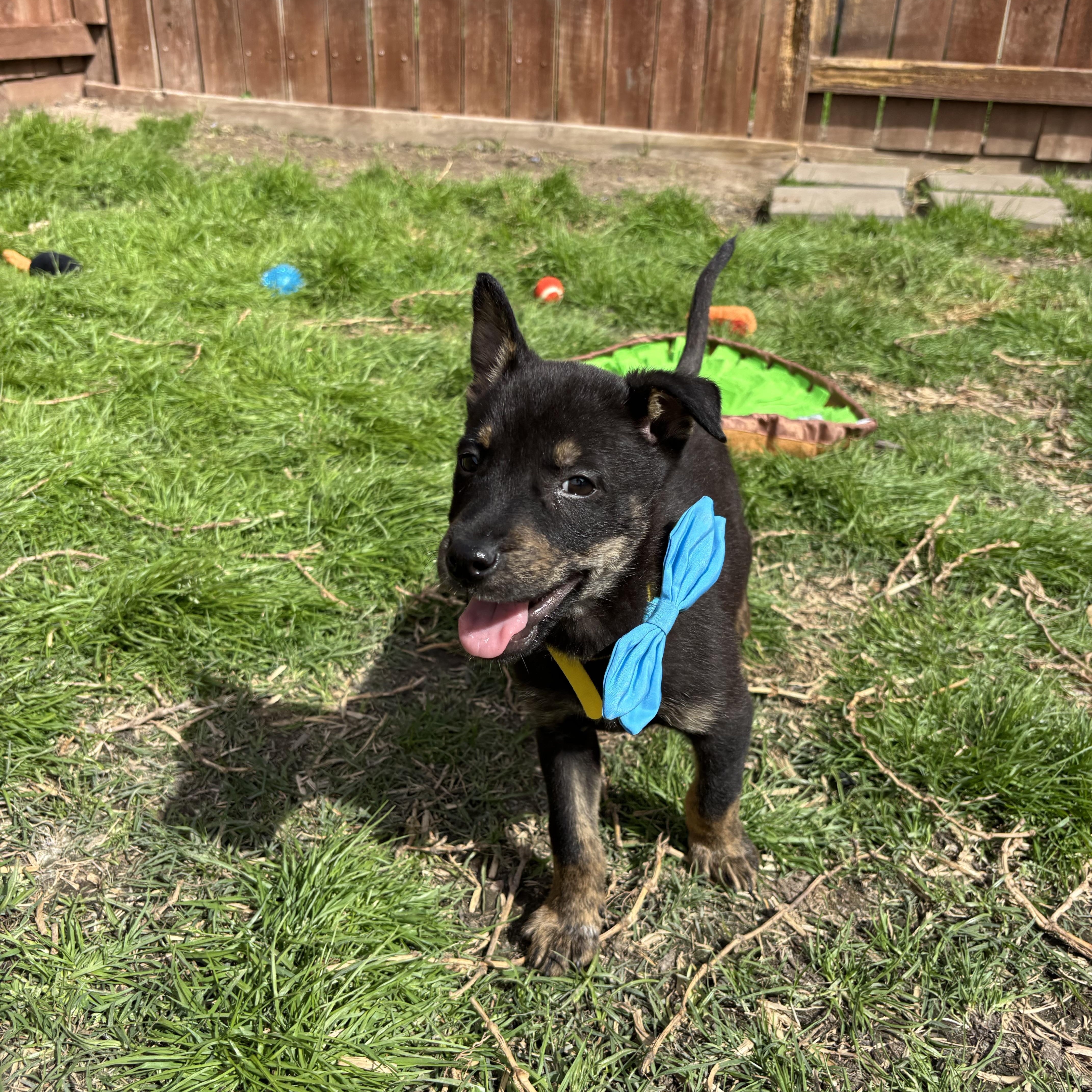 Knox Galaxy — thumbnail 2