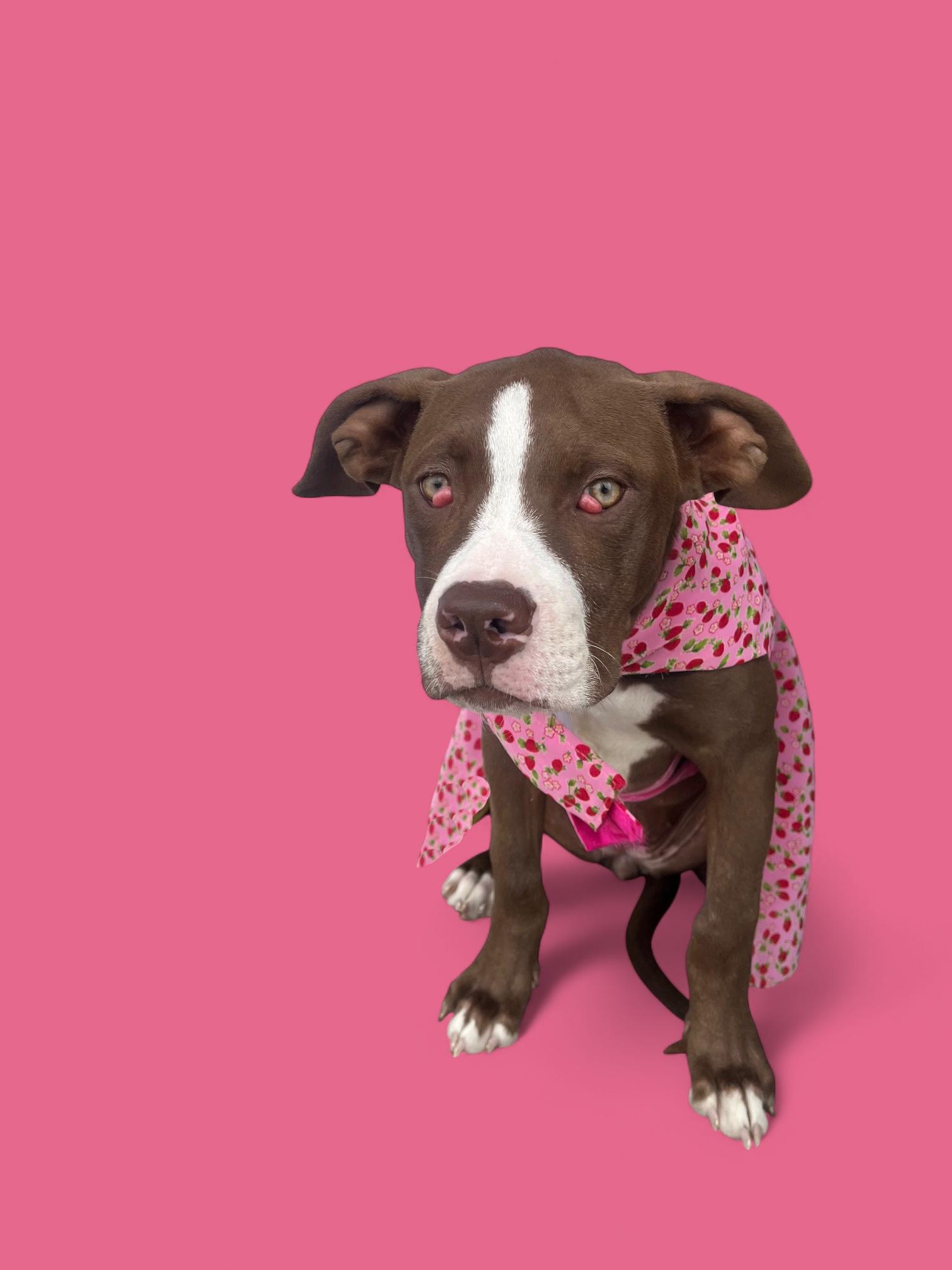 Enlarge Azalea- ADOPT Me!!, a Adoptable Pit Bull Terrier in Redondo Beach, CA image 2/6