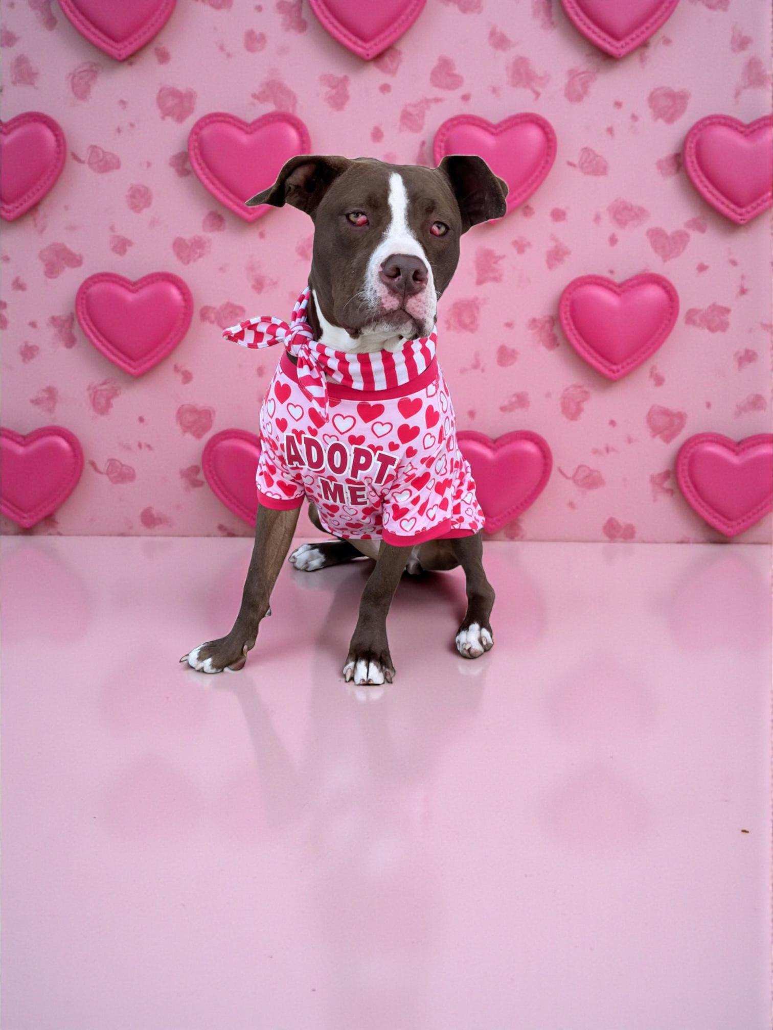 Enlarge Azalea- ADOPT Me!!, an adopted Pit Bull Terrier in Redondo Beach, CA image 3/5
