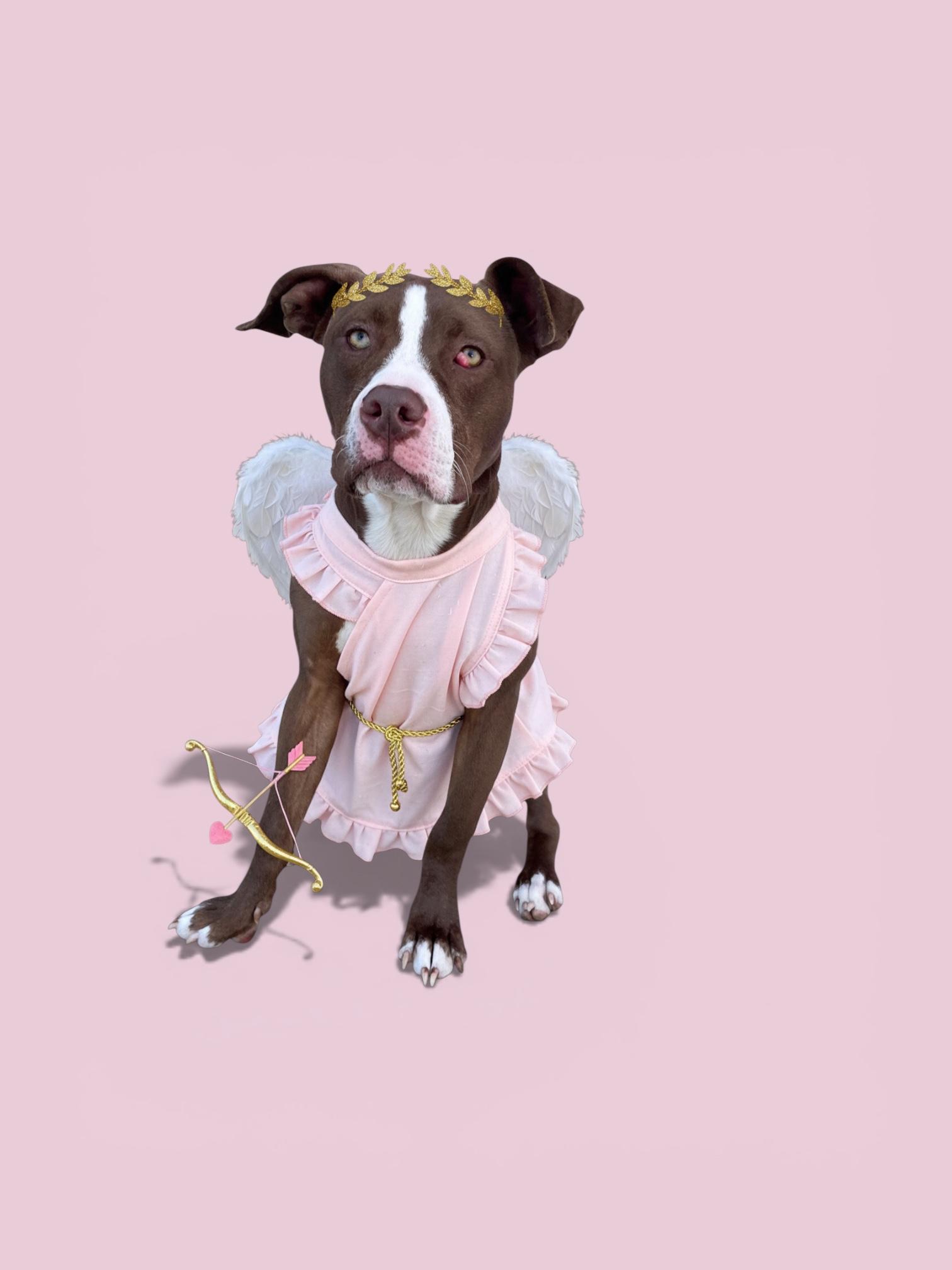 Enlarge Azalea- ADOPT Me!!, an adopted Pit Bull Terrier in Redondo Beach, CA image 5/5