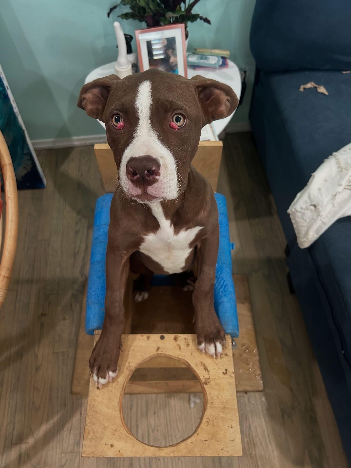 Enlarge Azalea- ADOPT Me!!, a Adoptable Pit Bull Terrier in Redondo Beach, CA image 3/6