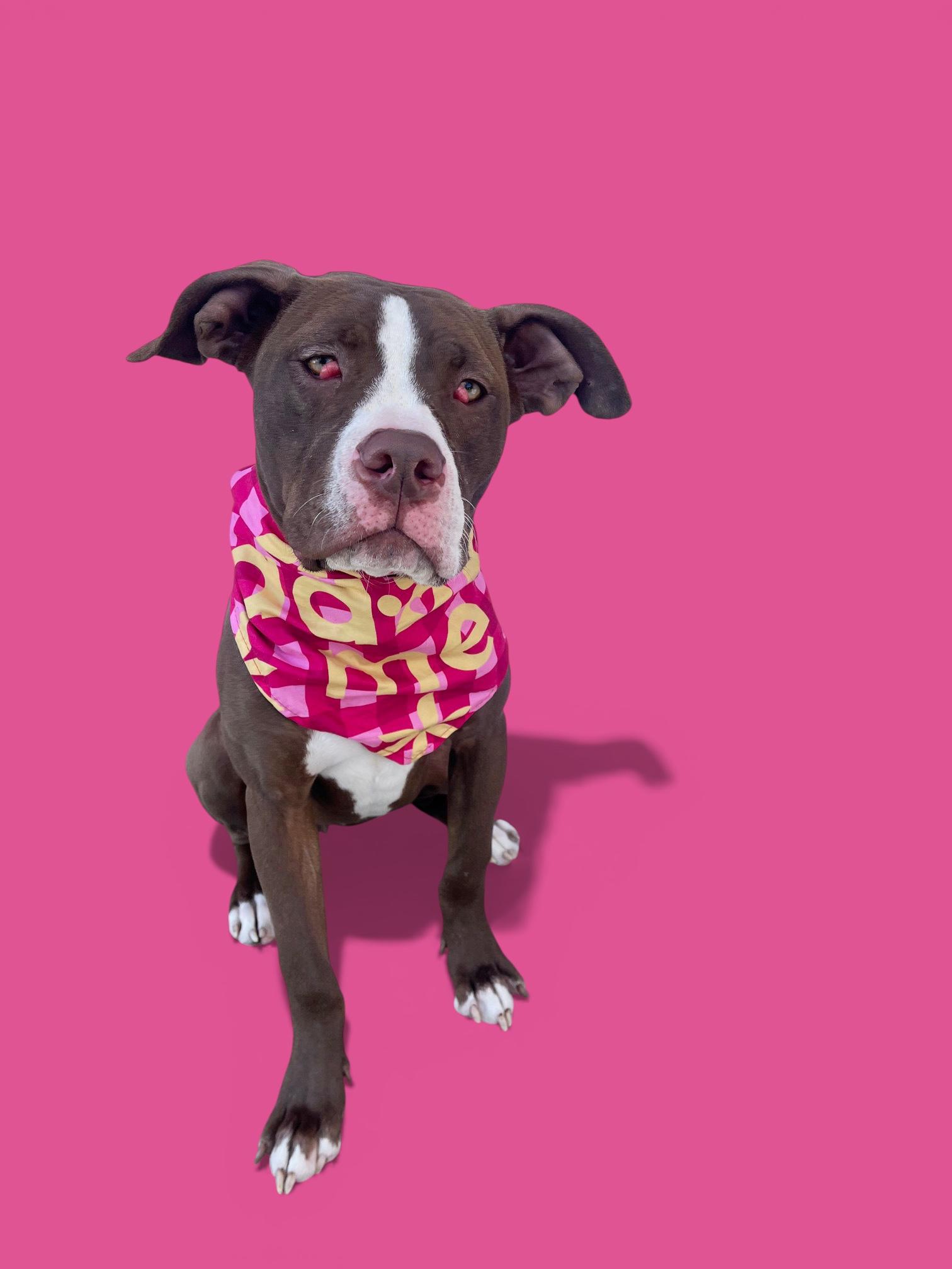 Azalea- ADOPT Me!!, Adoptable, Young Female Pit Bull Terrier.