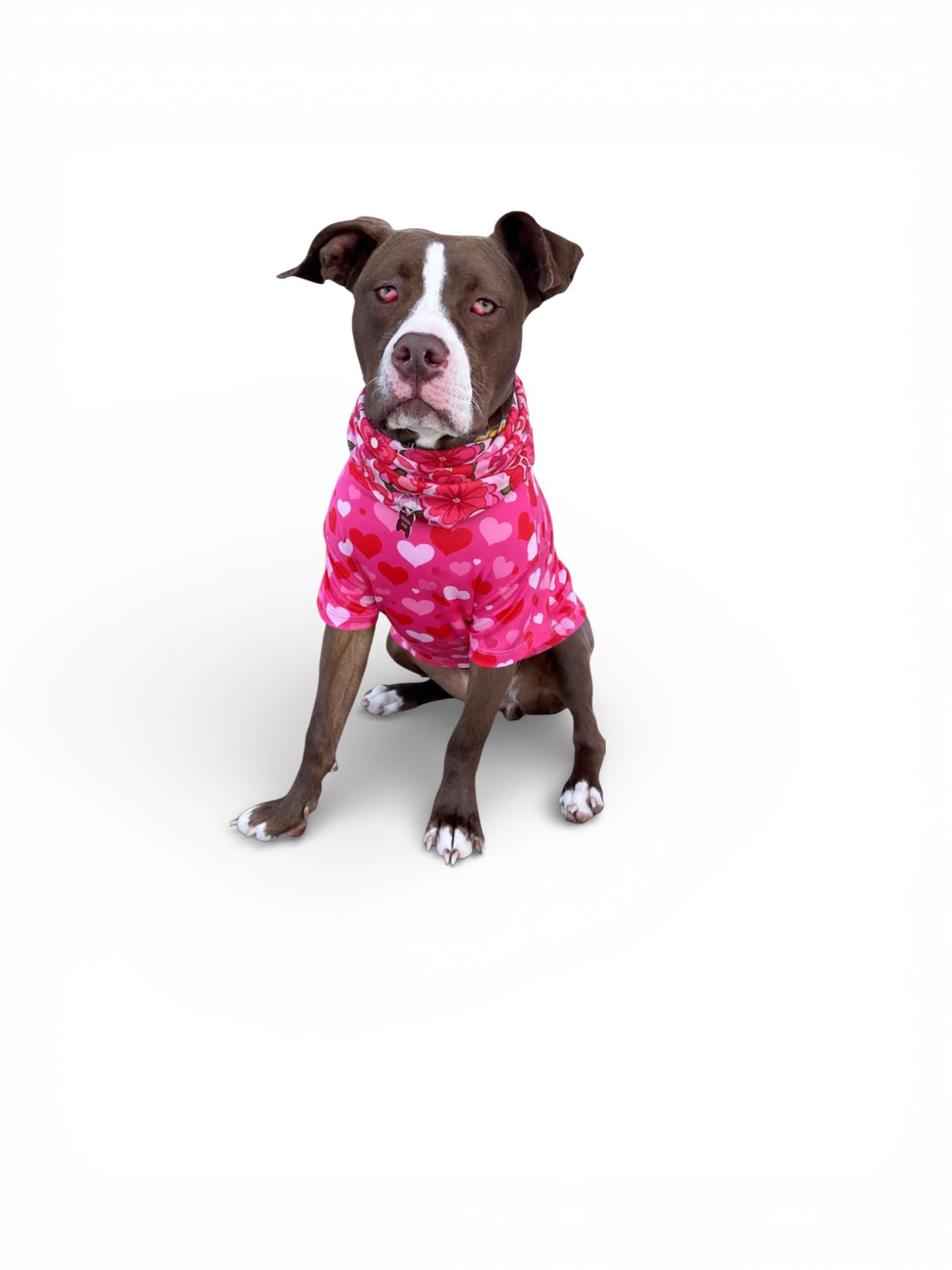Enlarge Azalea- ADOPT Me!!, an adopted Pit Bull Terrier in Redondo Beach, CA image 2/5