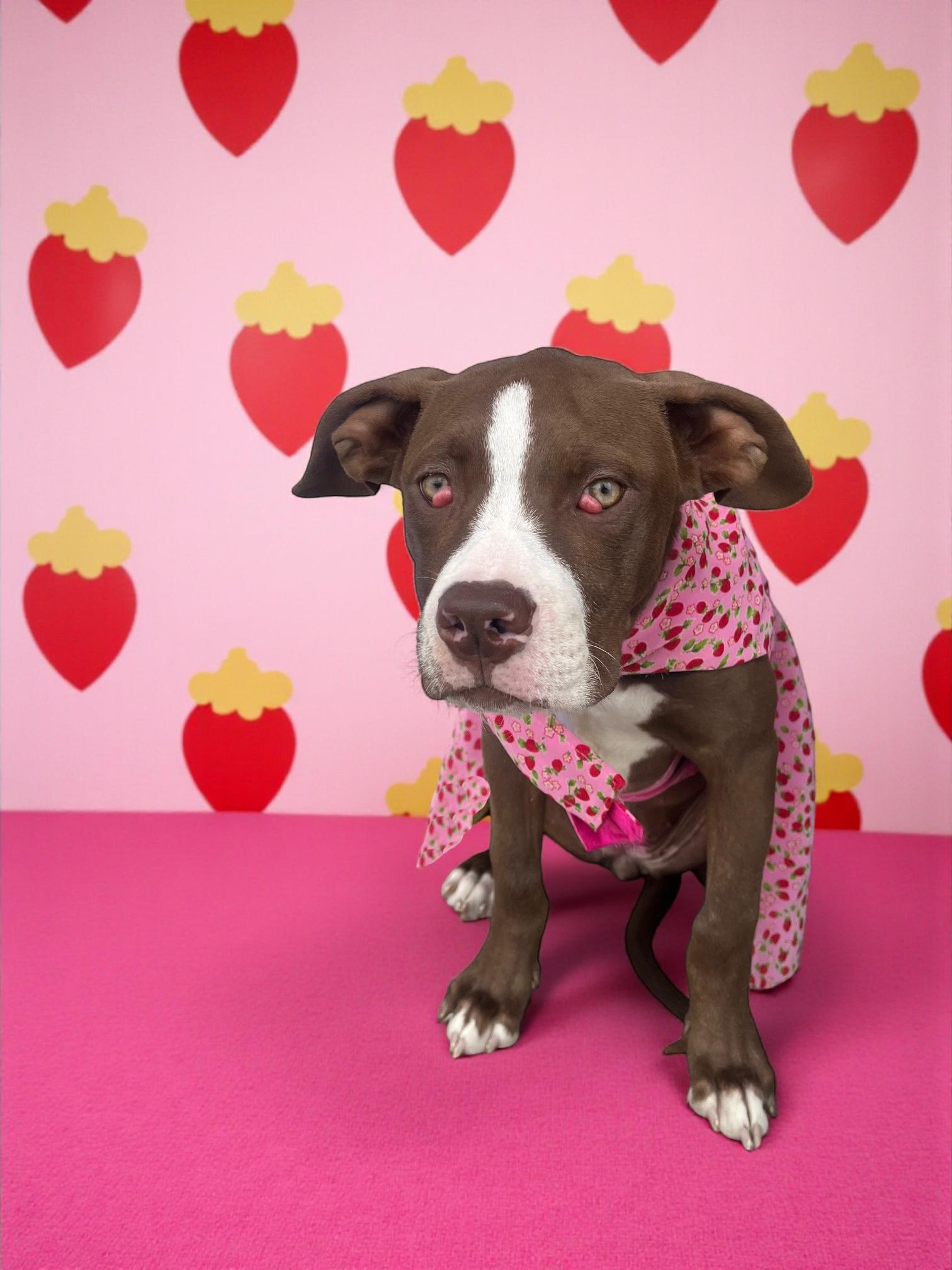 Enlarge Azalea- ADOPT Me!!, a Adoptable Pit Bull Terrier in Redondo Beach, CA image 4/6