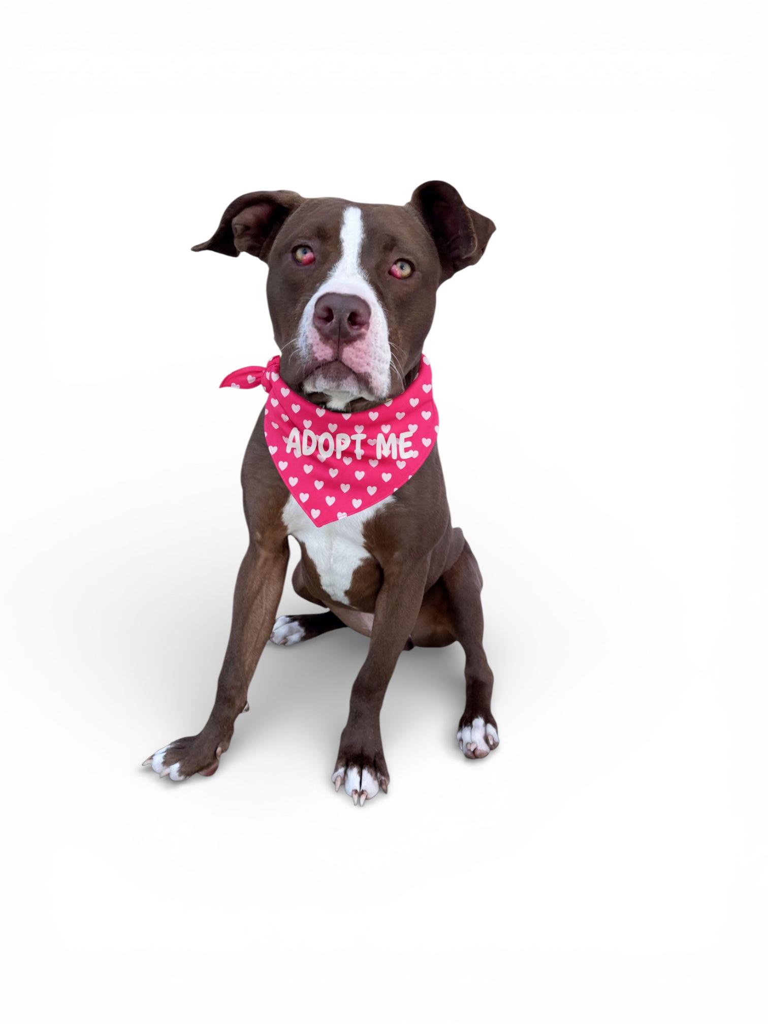 Enlarge Azalea- ADOPT Me!!, an adopted Pit Bull Terrier in Redondo Beach, CA image 1/5