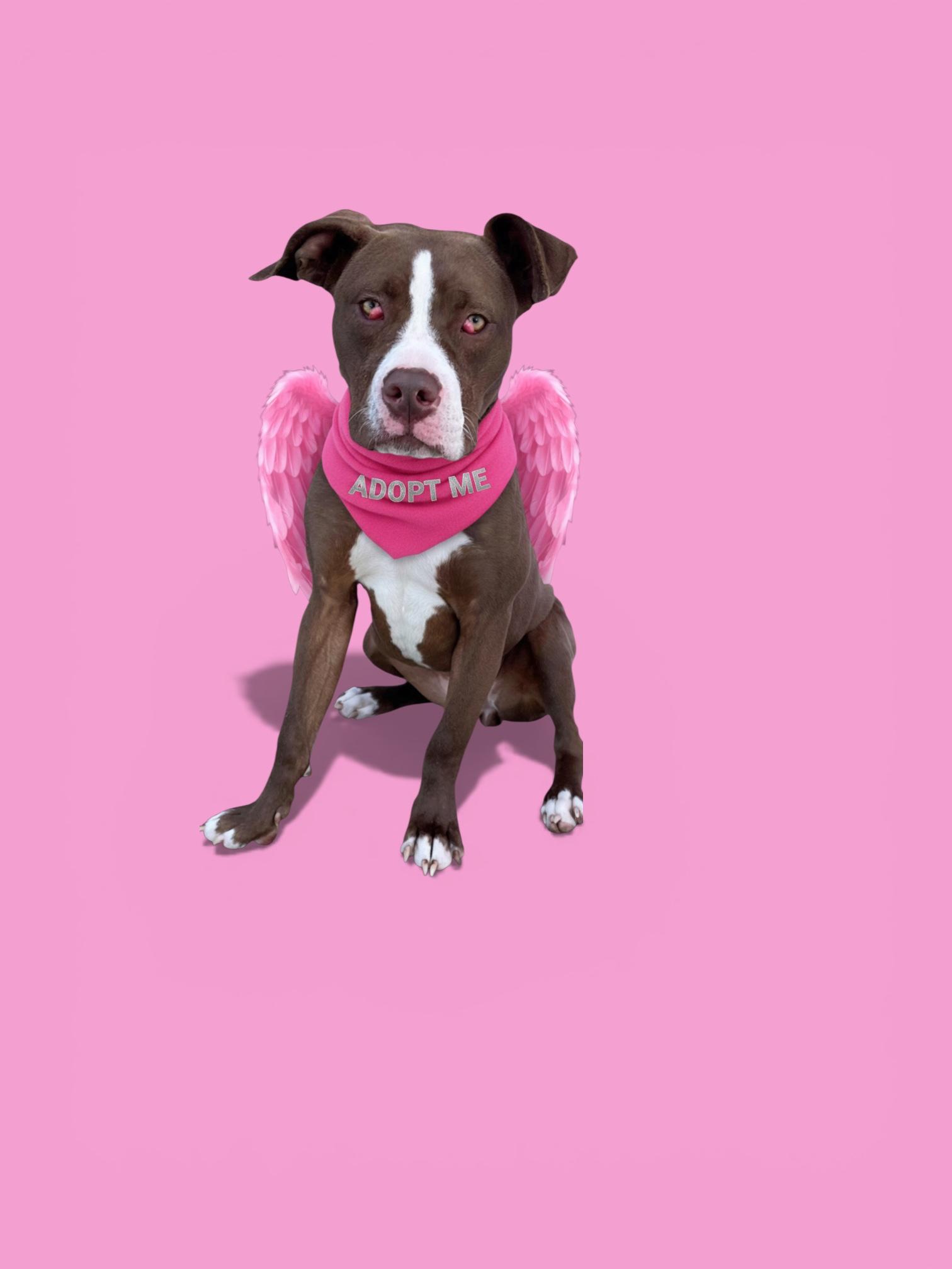 Enlarge Azalea- ADOPT Me!!, an adopted Pit Bull Terrier in Redondo Beach, CA image 4/5