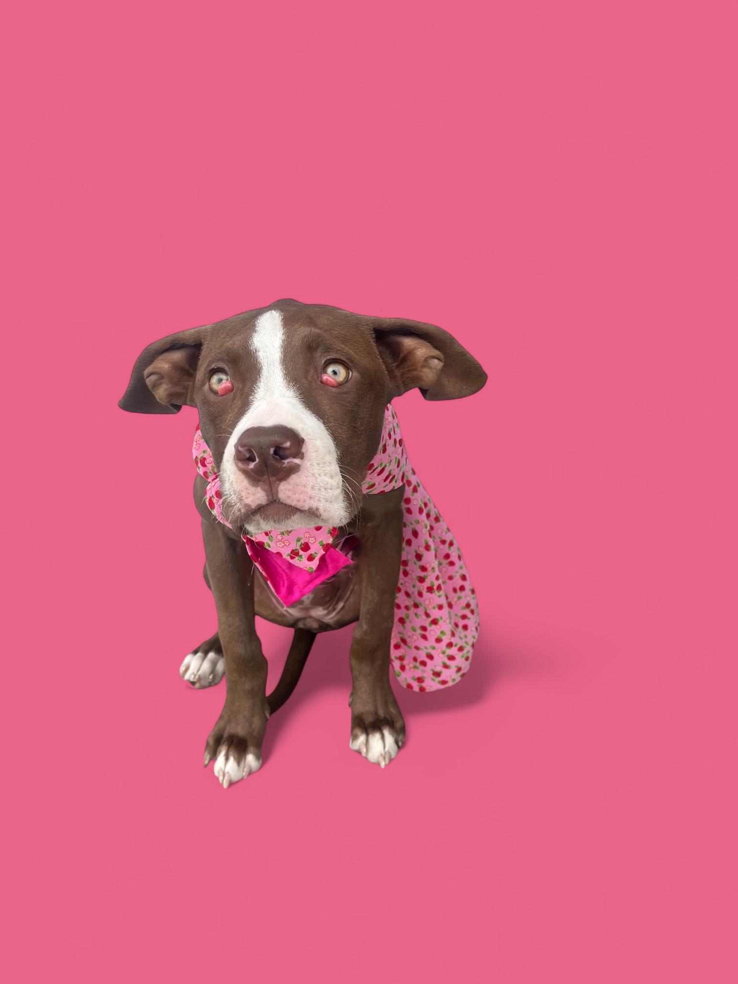 Enlarge Azalea- ADOPT Me!!, a Adoptable Pit Bull Terrier in Redondo Beach, CA image 6/6