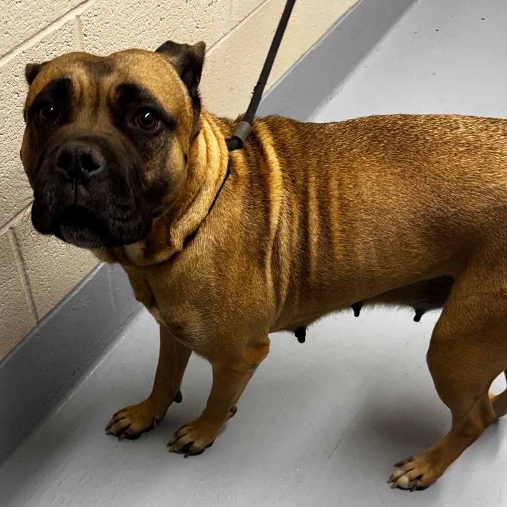 Holly, Adoptable, Adult Female Mastiff.