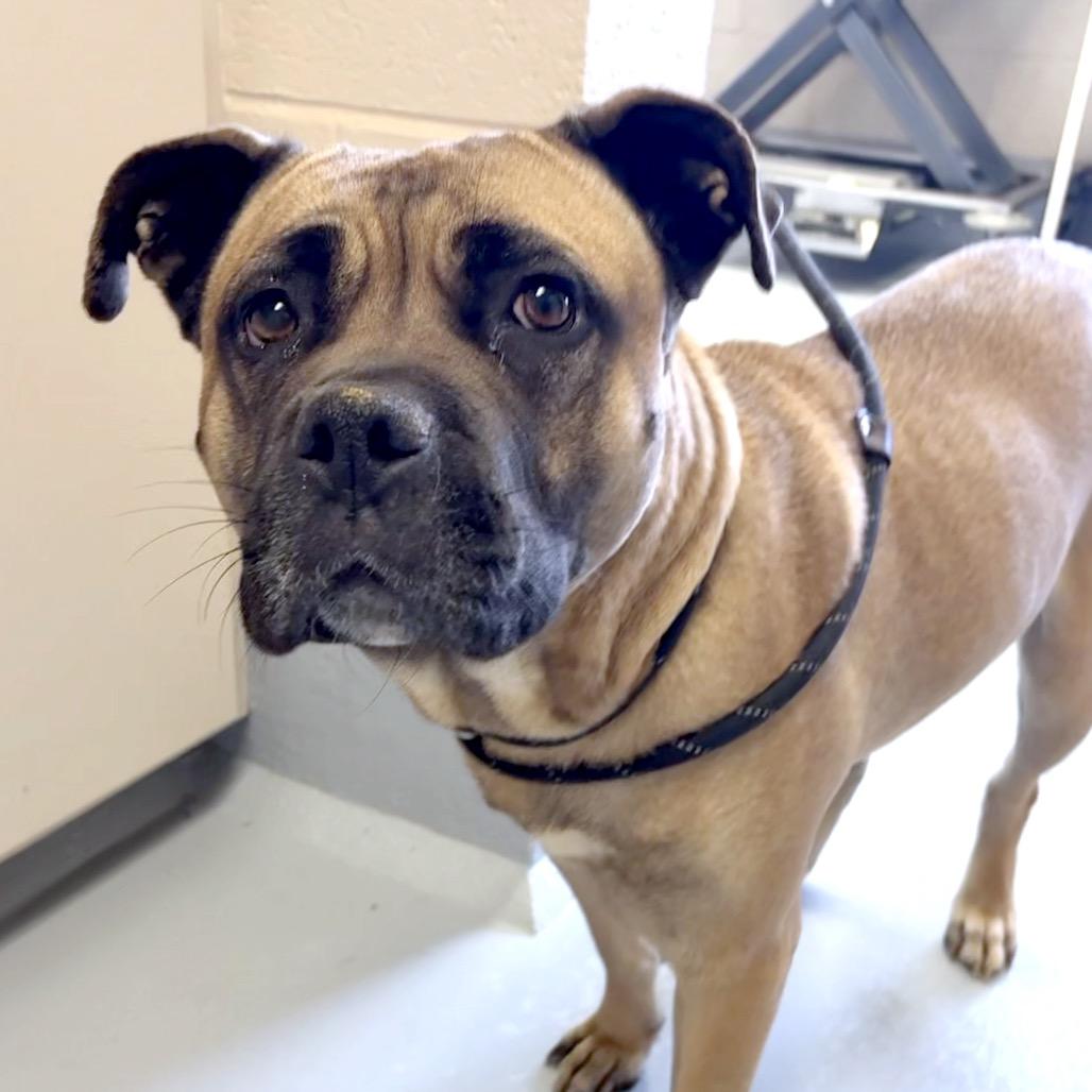 Holly, a Adoptable mixed breed in Colorado Springs, CO image 2/3