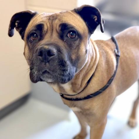 Holly, a Adoptable mixed breed in Colorado Springs, CO image 3/3