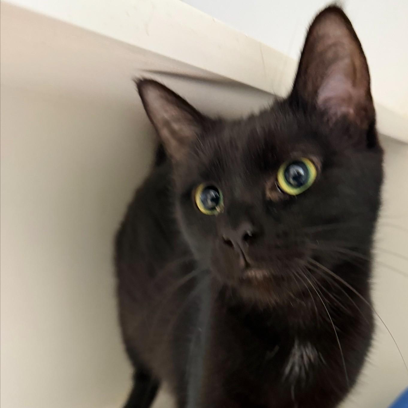 Ruffnut, Young Female Domestic Short Hair