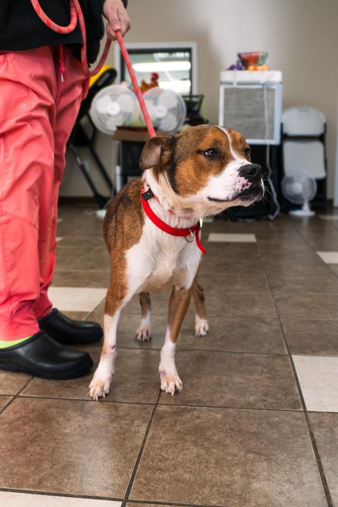 Harley, Adoptable, Adult Male Boxer.