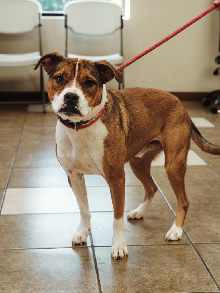 Enlarge Harley, a Adoptable mixed breed in Mocksville, NC image 2/6