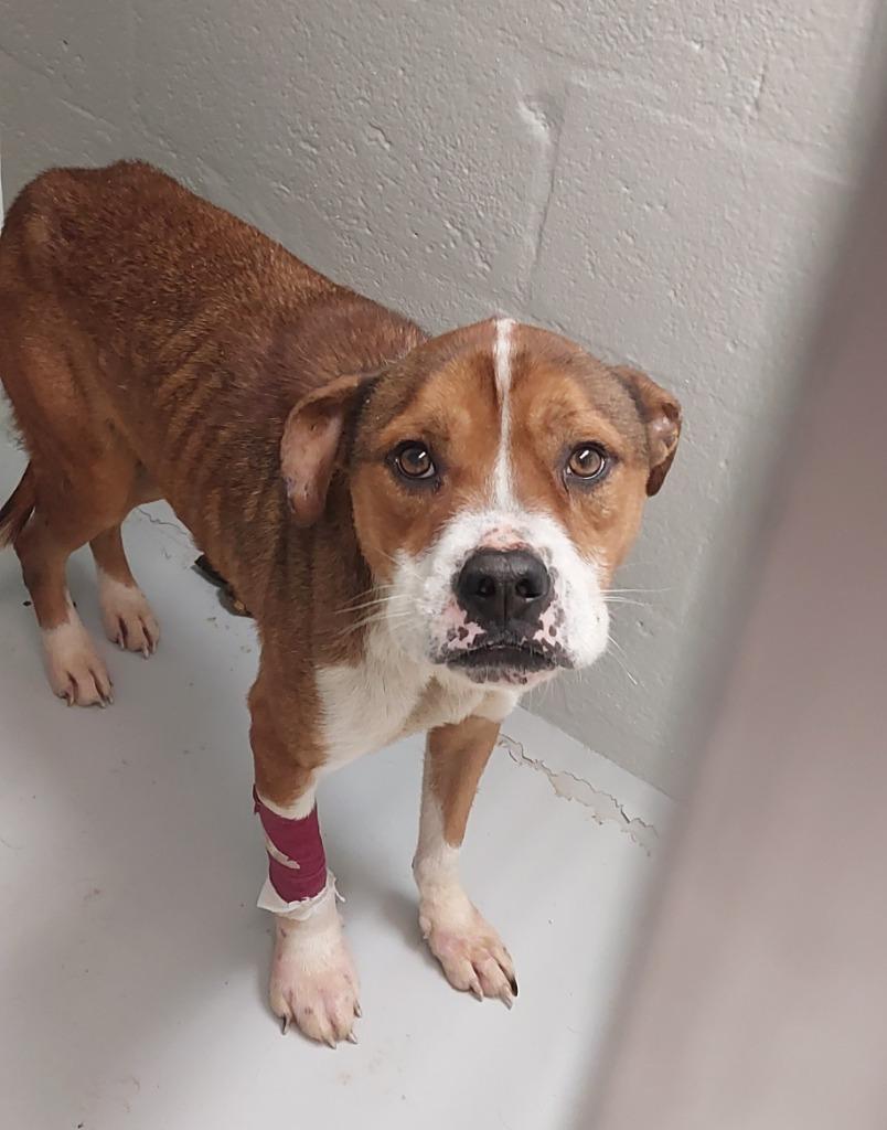 Enlarge Harley, a Adoptable mixed breed in Mocksville, NC image 3/6