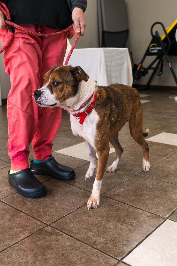 Enlarge Harley, a Adoptable mixed breed in Mocksville, NC image 4/6