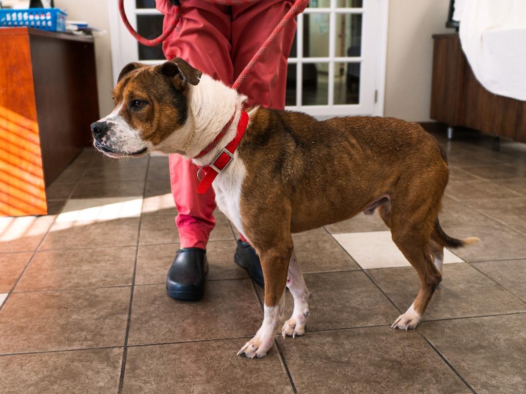 Enlarge Harley, a Adoptable mixed breed in Mocksville, NC image 5/6