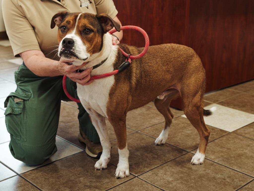 Enlarge Harley, a Adoptable mixed breed in Mocksville, NC image 6/6