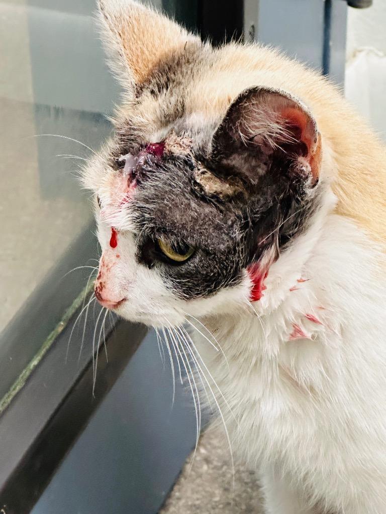 Aurora, Adoptable, Adult Female Domestic Short Hair.