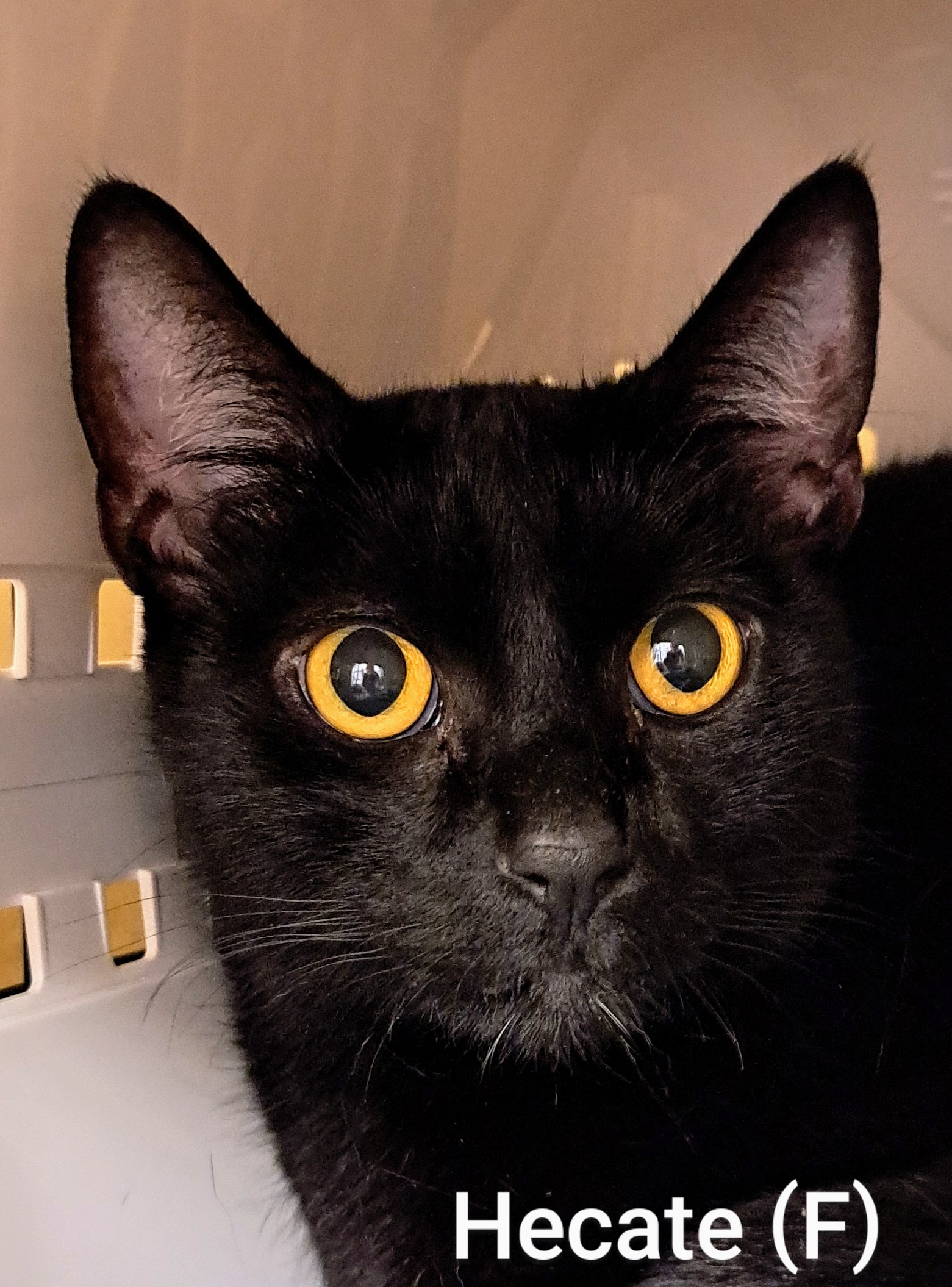 Hecate, an adopted Domestic Short Hair in Maple Ridge, BC_image-1