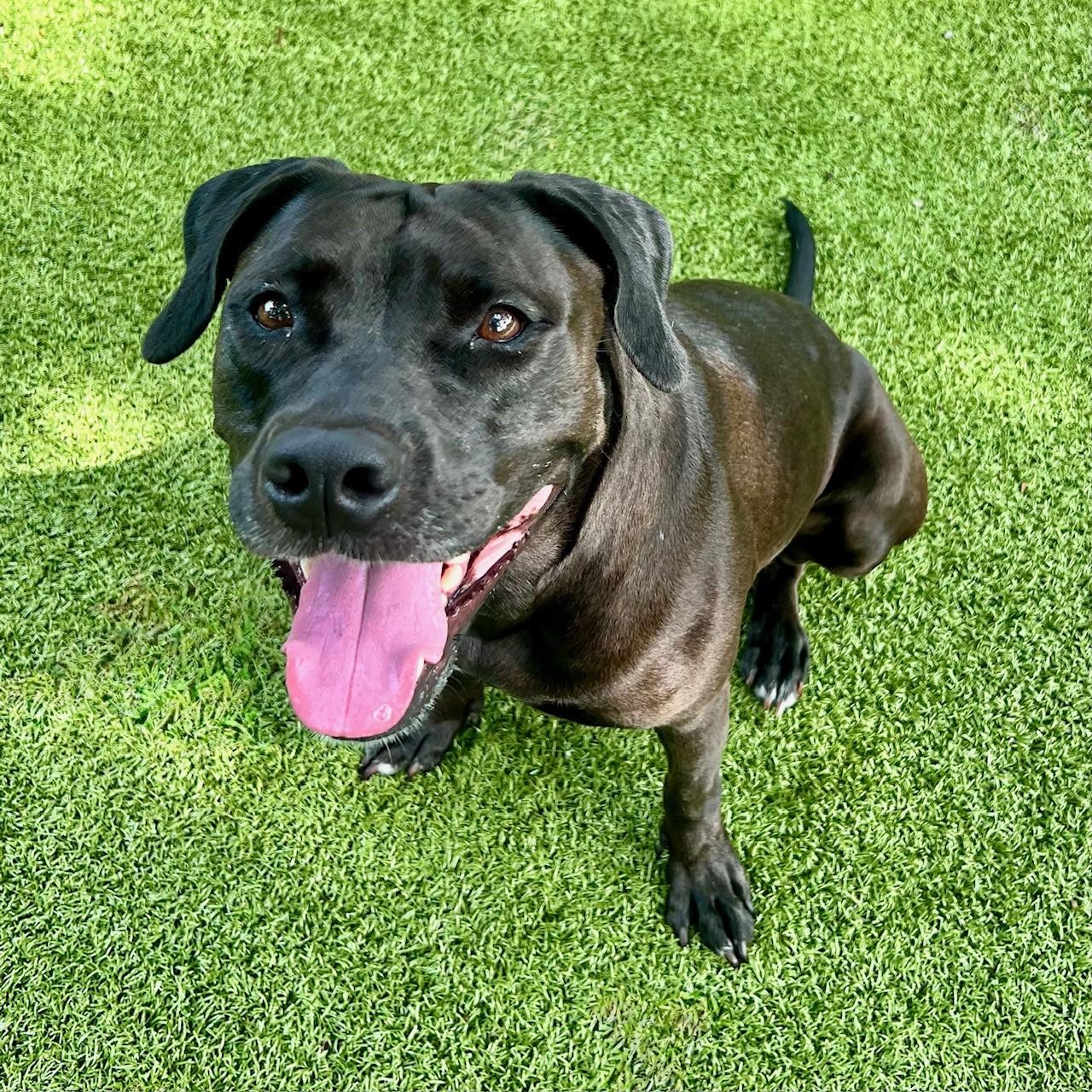 Enlarge Angel, a ADOPTABLE mixed breed in Shrewsbury, MA image 1/1