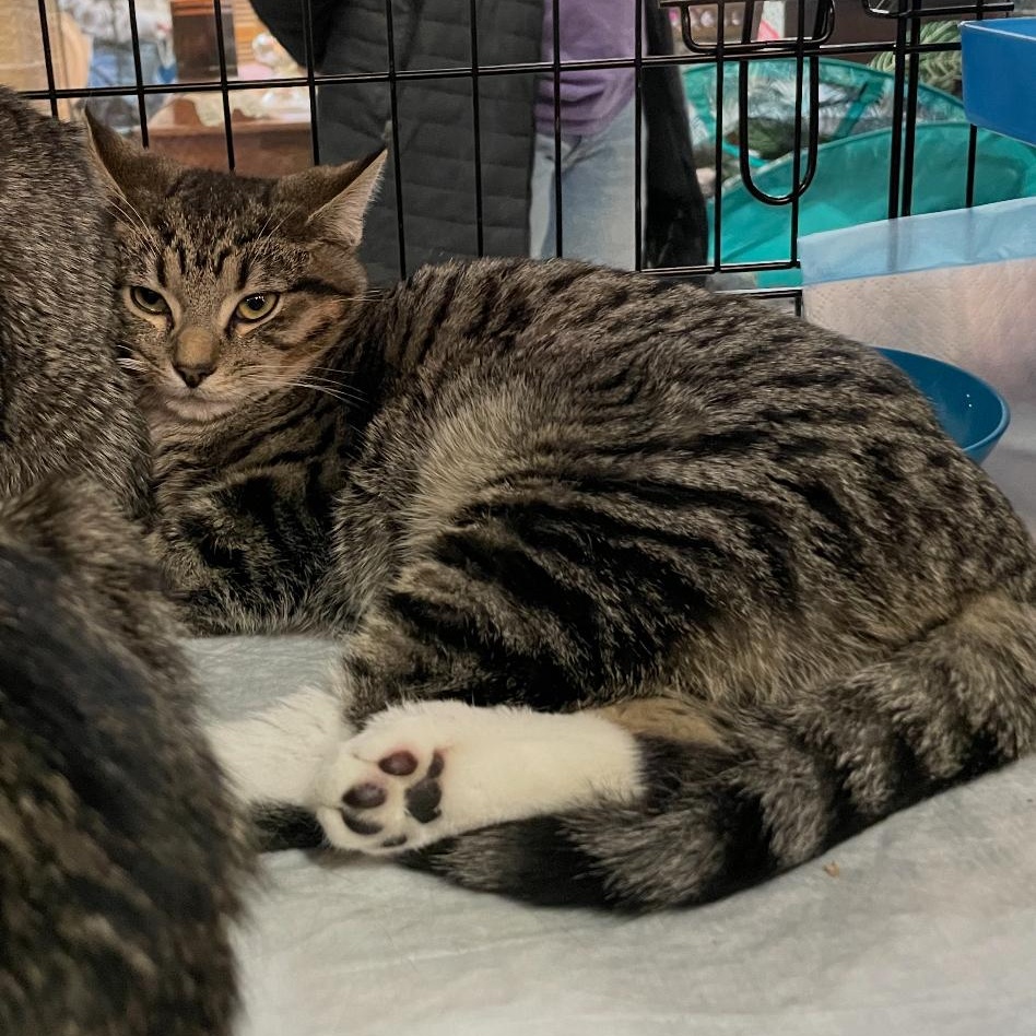 Hemming (big brother), ADOPTABLE, Young Male American Shorthair.